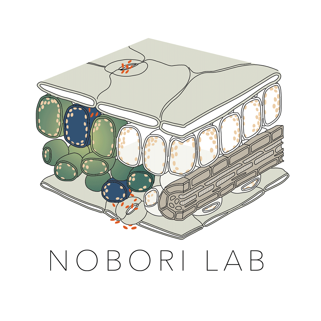 Nobori Lab | The Sainsbury Laboratory